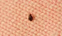 A single bed bug on a blanket