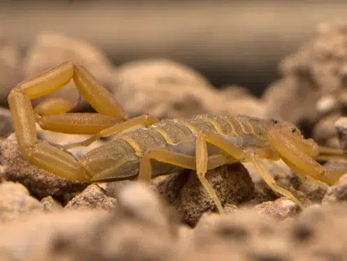 Arizona Bark Scorpion