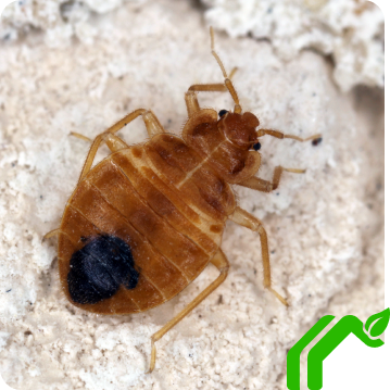 A bed bug with a brown and black exoskeleton crawling on a textured surface