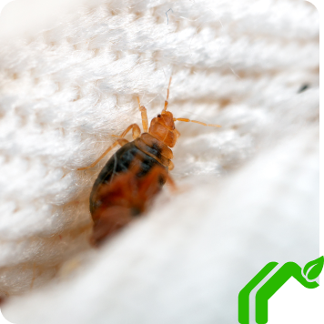 Bed Bug Inspection In Phoenix, AZ