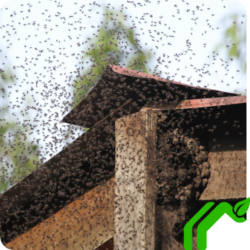 A swarm of bees surrounds a home with a red roof and wooden beams