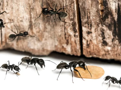 Black Carpenter Ants