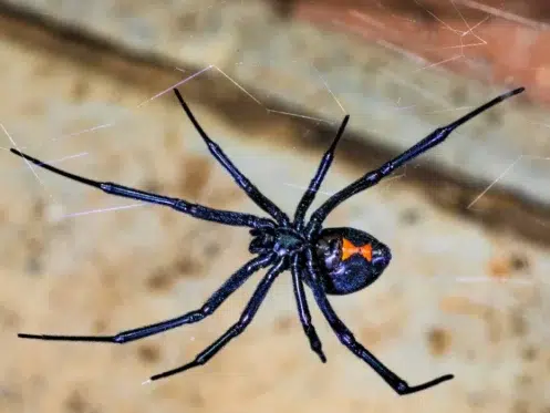 Black Widow Spider on a Web
