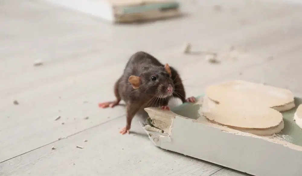 Brown Rat Gnawing Baseboard Indoors. Pest Control
