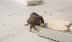 Brown Rat Gnawing Baseboard Indoors. Pest Control