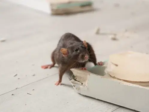 Brown Rat Gnawing Baseboard Indoors. Pest Control