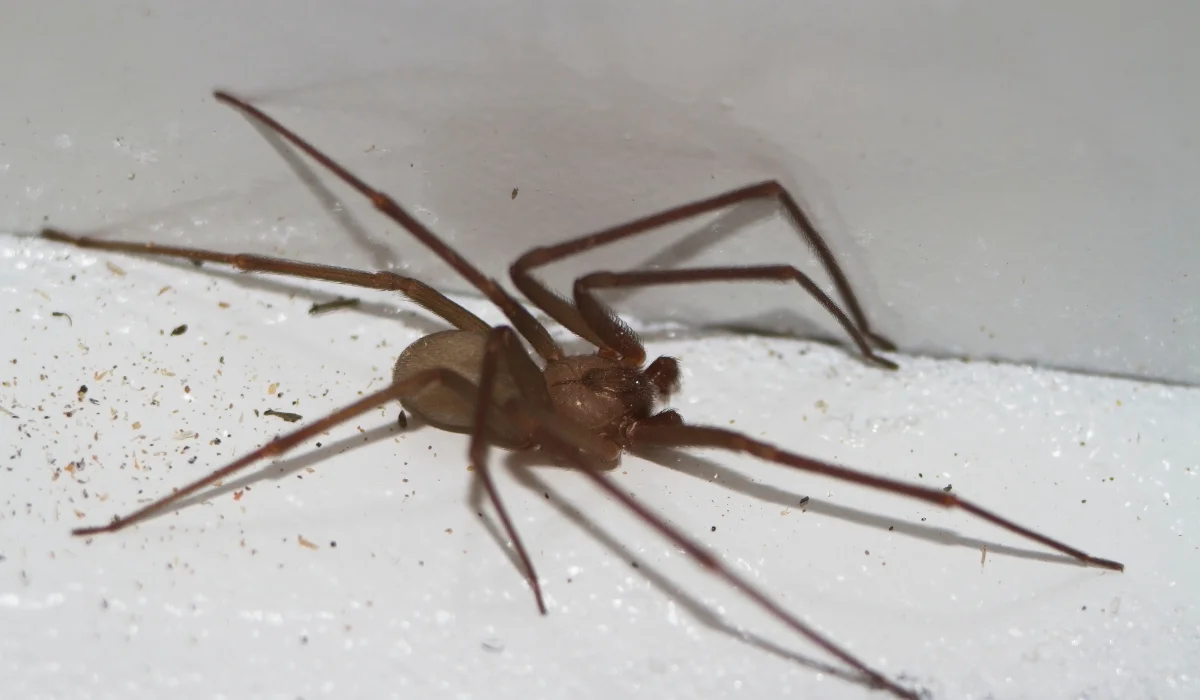 Brown Recluse Spider mc
