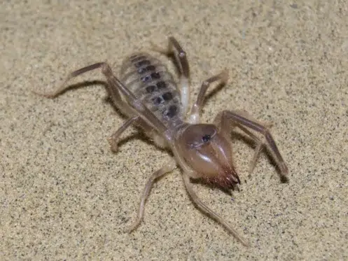 Camel Spider