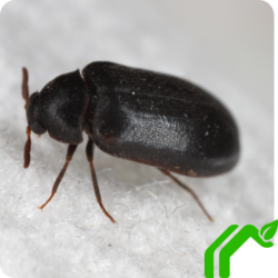 A black carpet beetle walking across a white textured surfact