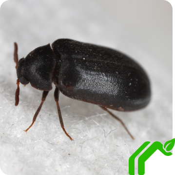 A black carpet beetle walking across a white textured surfact