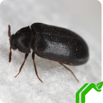 A black carpet beetle walking across a white textured surfact