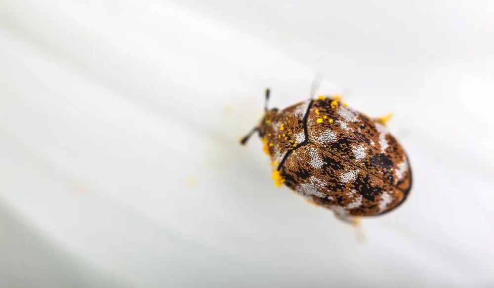 Carpet Beetles