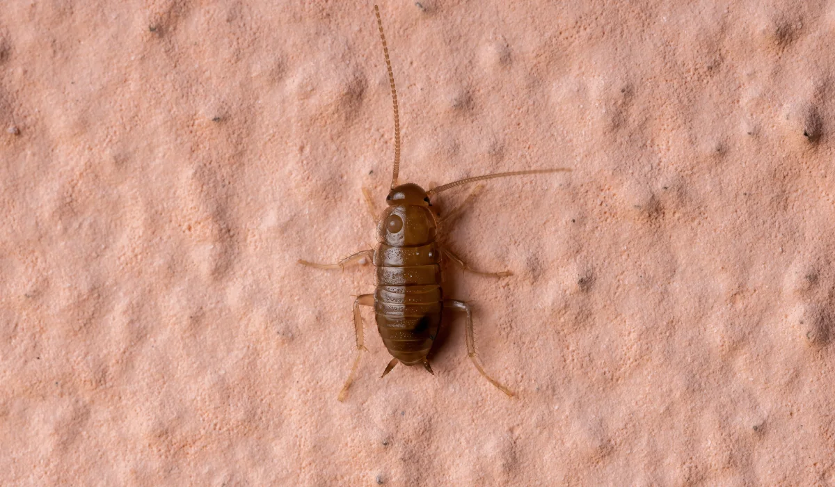 Cockroach Nymphs