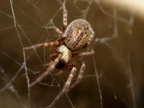 Common House Spiders