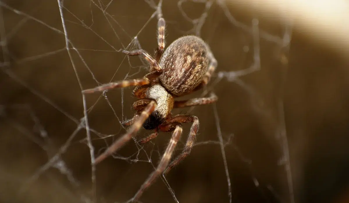 Common House Spider