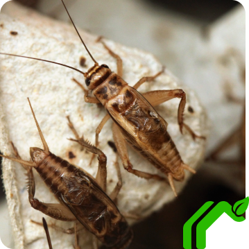 A cricket walks with another cricket across a cardboard surface