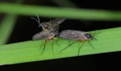 Dark-winged fungus gnat