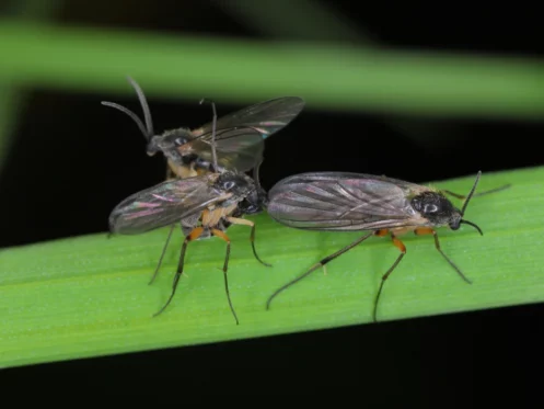 Dark-winged fungus gnat