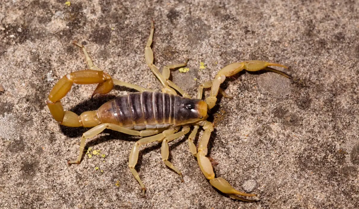 What To Know About Scorpions In Phoenix | Green Home Pest