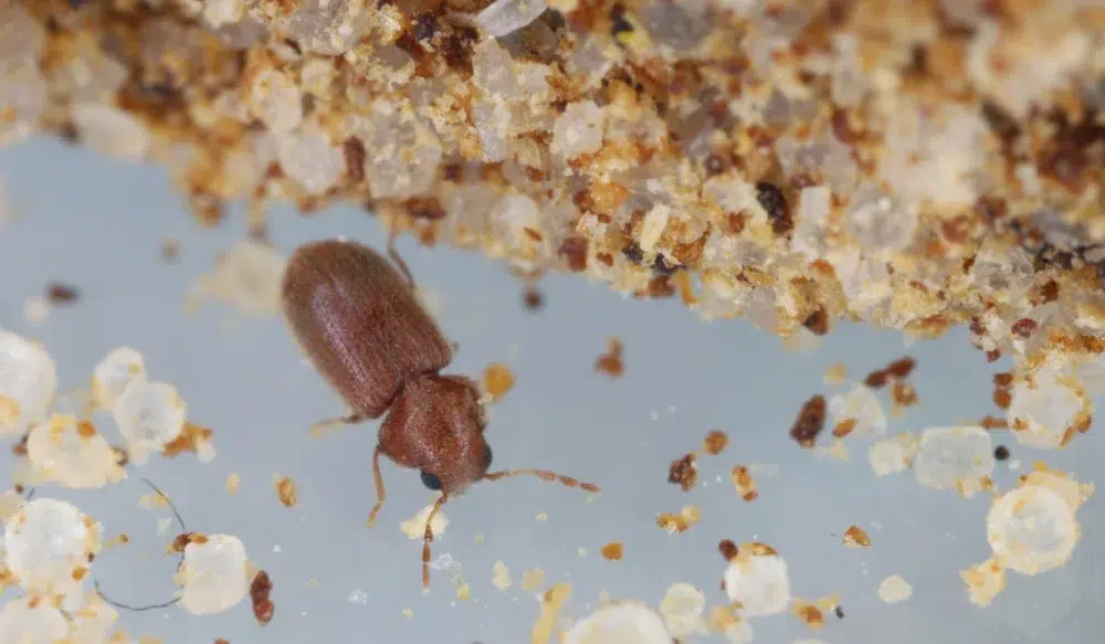 Drugstore Beetles