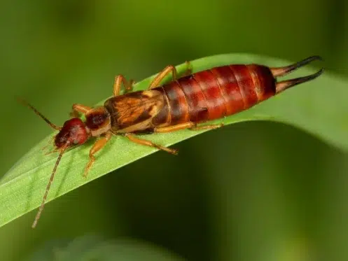 Earwigs