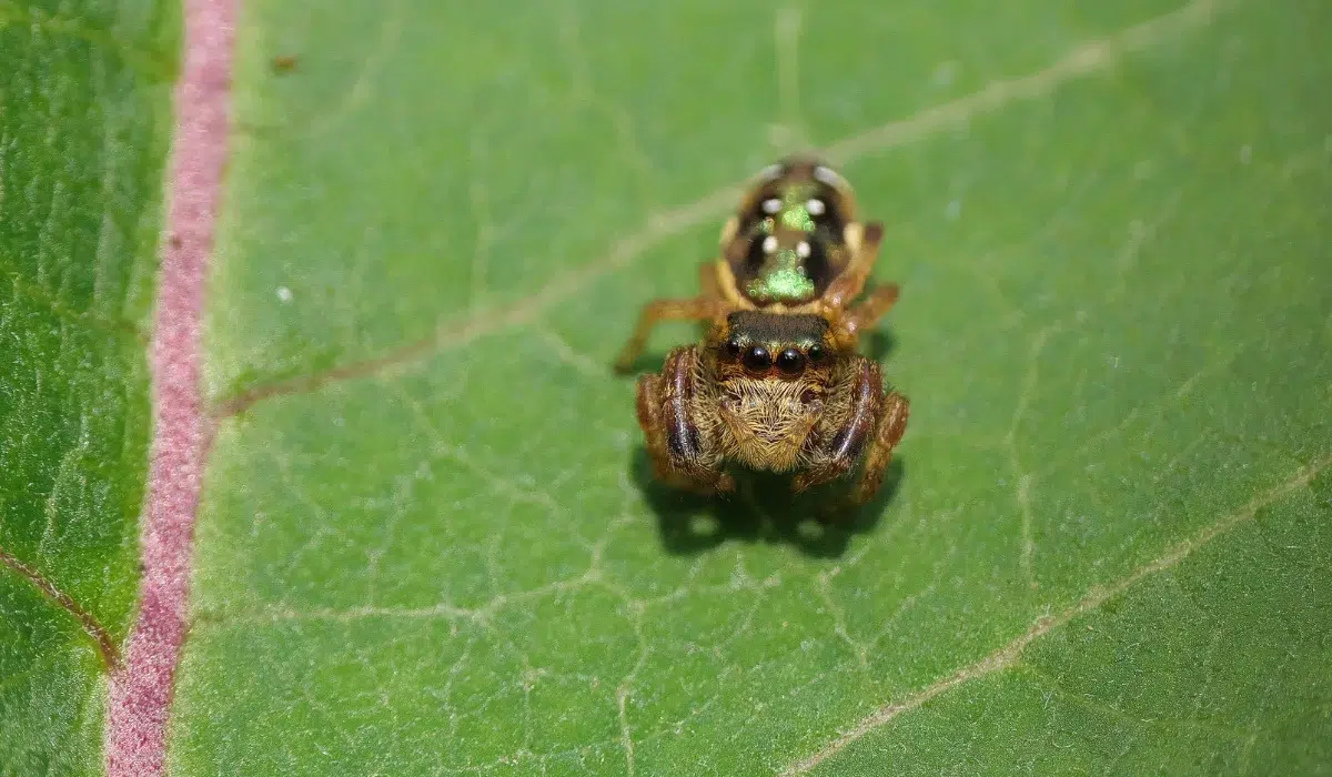 Emerald Jumping Spider