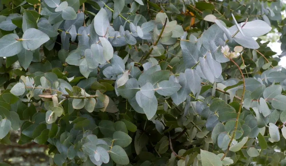 Eucalyptus plant