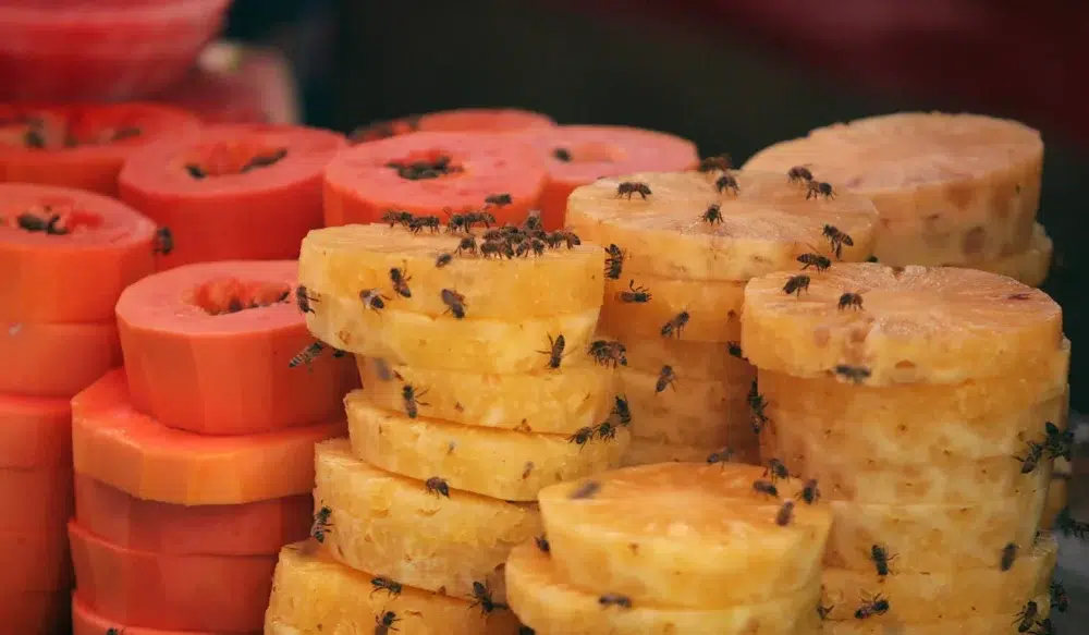 Fruit Flies