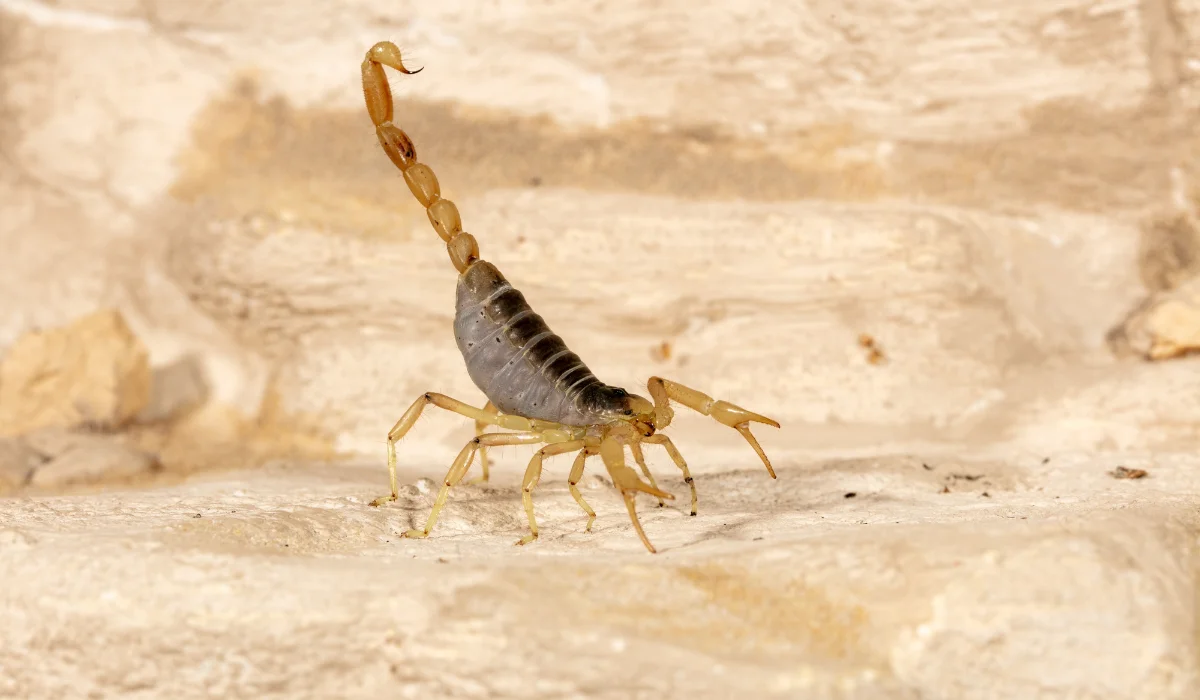 Giant Hairy Scorpion