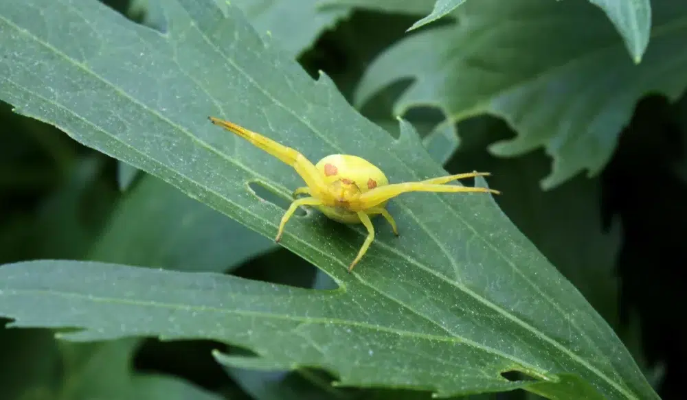 Goldenrod Crab Spider