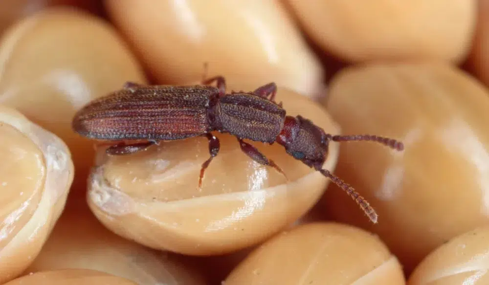 Grain Beetles