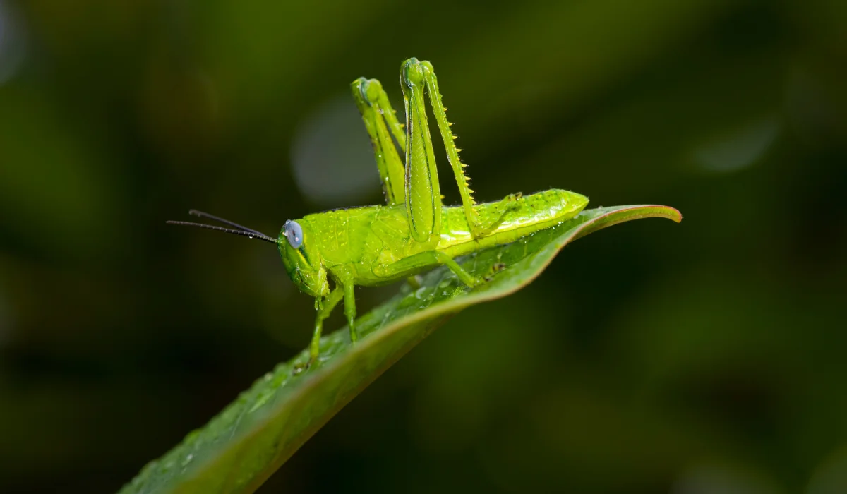 Grasshoppers