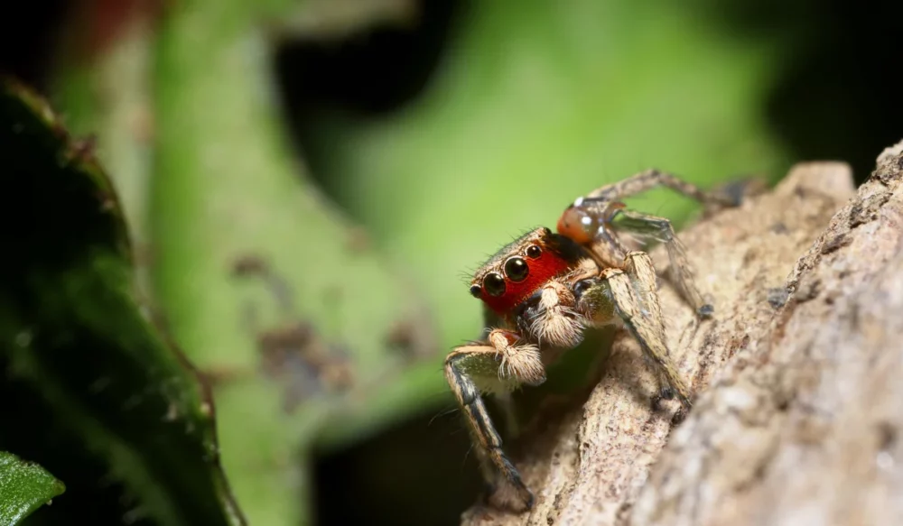 Habronattus spiders
