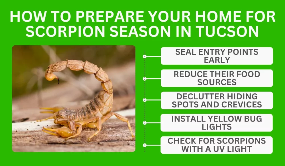 How To Prepare Your Home For Scorpion Season In Tucson