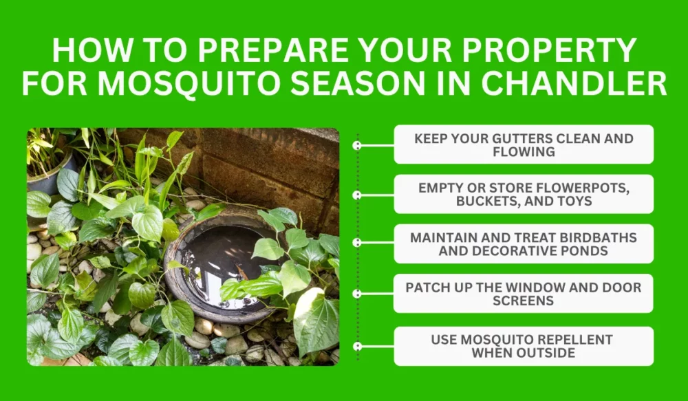 How To Prepare Your Property For Mosquito Season In Chandler