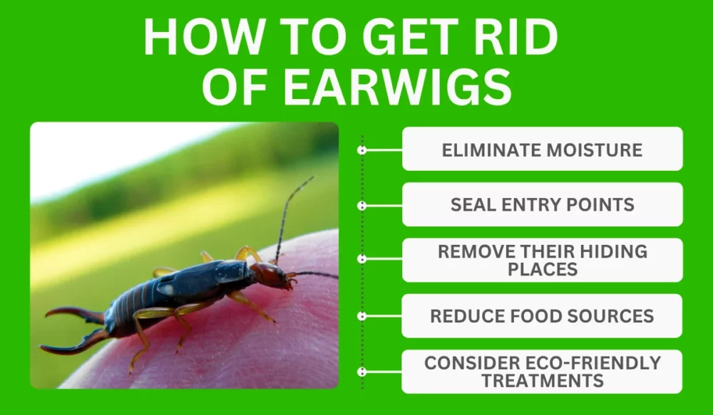 How to Get Rid of Earwigs