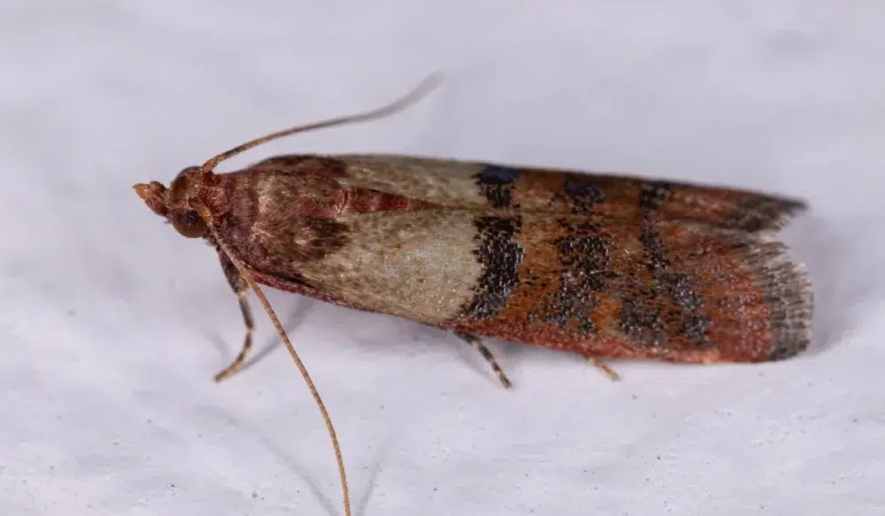 Indian Meal Moths