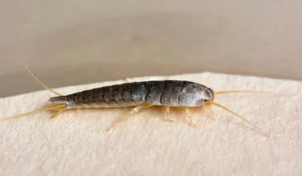 Insect Lepisma Saccharina, Thermobia Domestica. Silverfish.