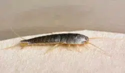 Insect Lepisma Saccharina, Thermobia Domestica. Silverfish.