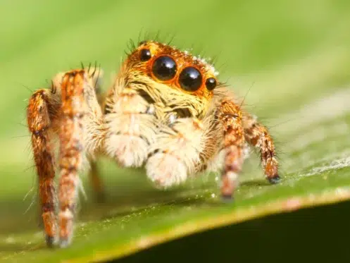 Jumping Spiders