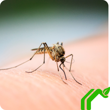 A closeup of a mosquito on someone's skin