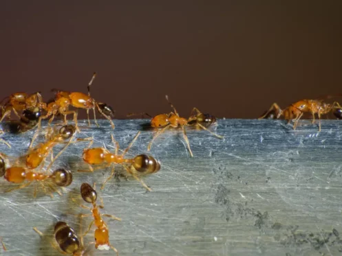 PHARAOH ANTS roaming for food
