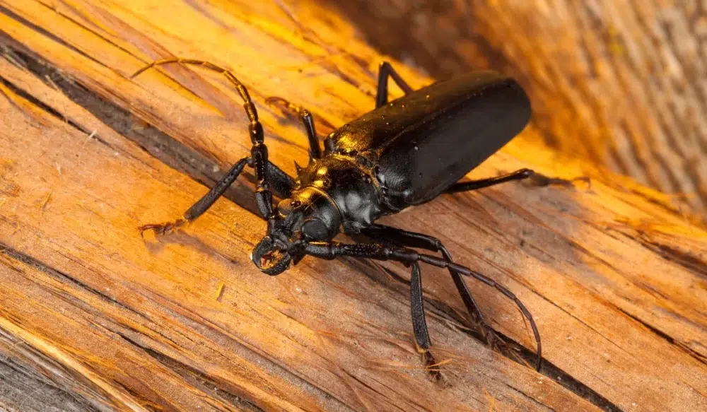 Palo Verde Beetle