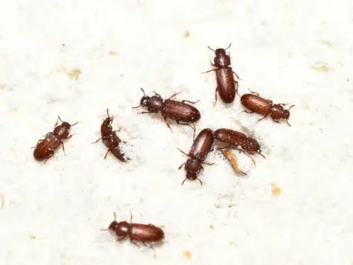 Pantry Pests