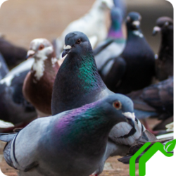 Pigeons sit together on a roof in a large group