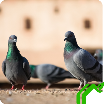 Pigeon Control In Buckeye, AZ