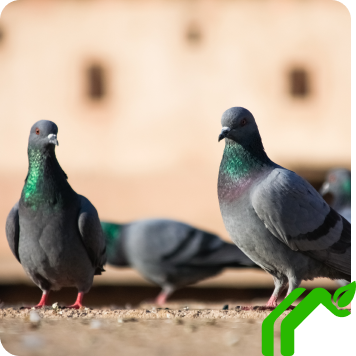 Chandler, AZ Pigeon Control