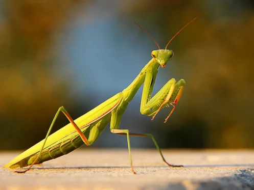 Praying Mantis