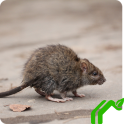 A roof rat with brown fur sitting on the ground