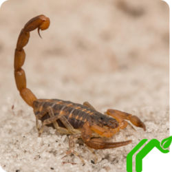 a large scorpion with it's tail raised in a stinging position while walking on the sand